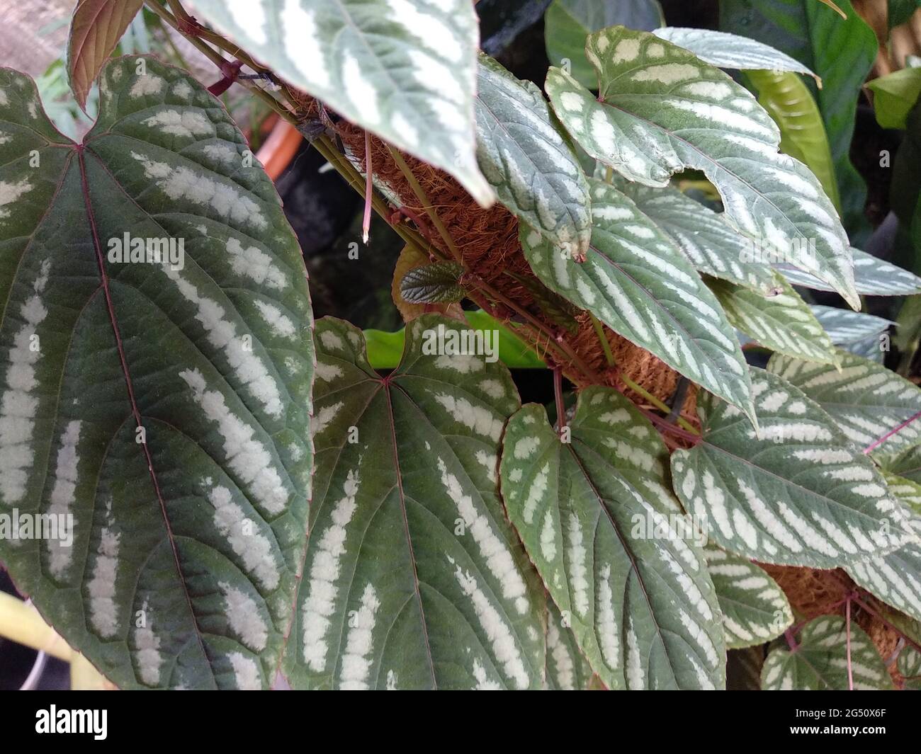 Closeup shot of narrowly ovate Cissus javana plant leaves Stock Photo