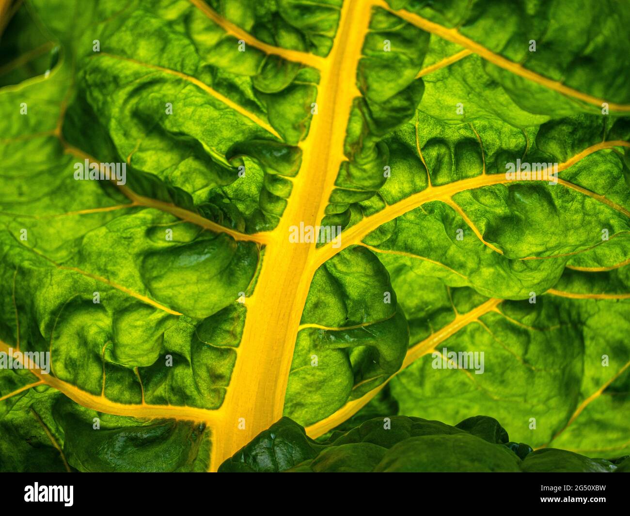 Swiss Chard Yellow Chard Close View, in back lit summer sunlight growing in a Kitchen vegetable  garden. Chard, (Beta vulgaris, variety cicla) Stock Photo