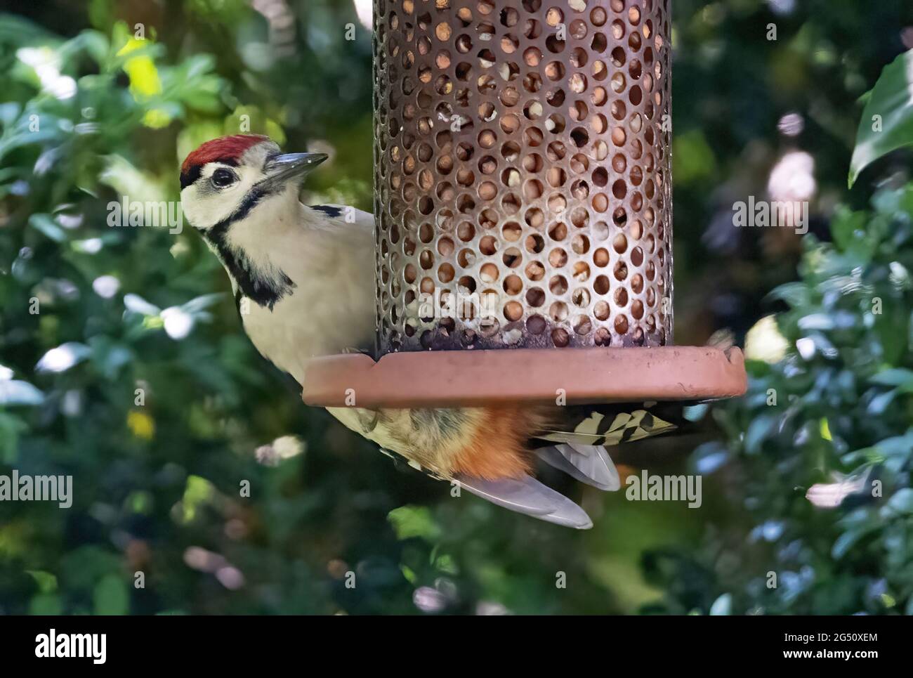 Adult Greater Spotted Woodpecker feeding on garden bird feeder, Dendrocopos major, UK Stock Photo