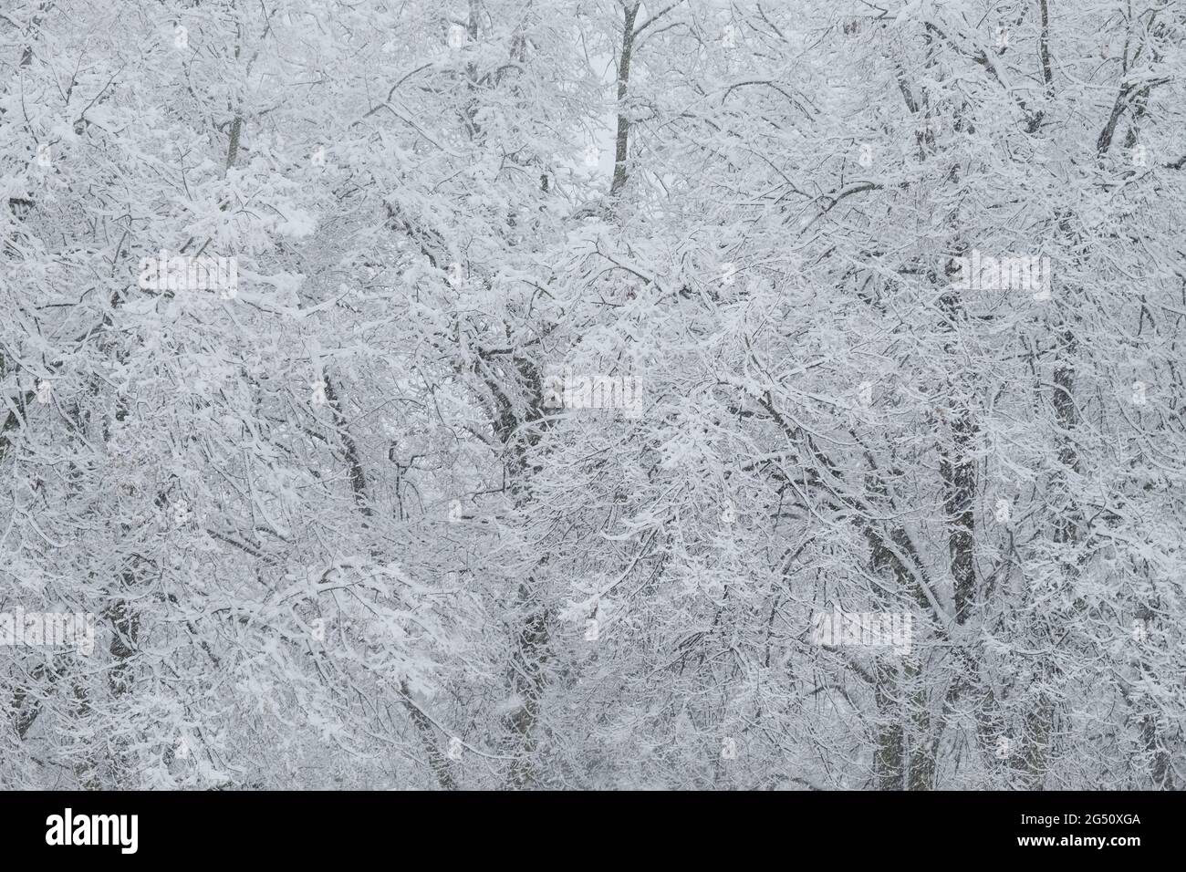 Trees covered with a large layer of snow. Snow-covered branches, snowfall. Winter landscape. Stock Photo
