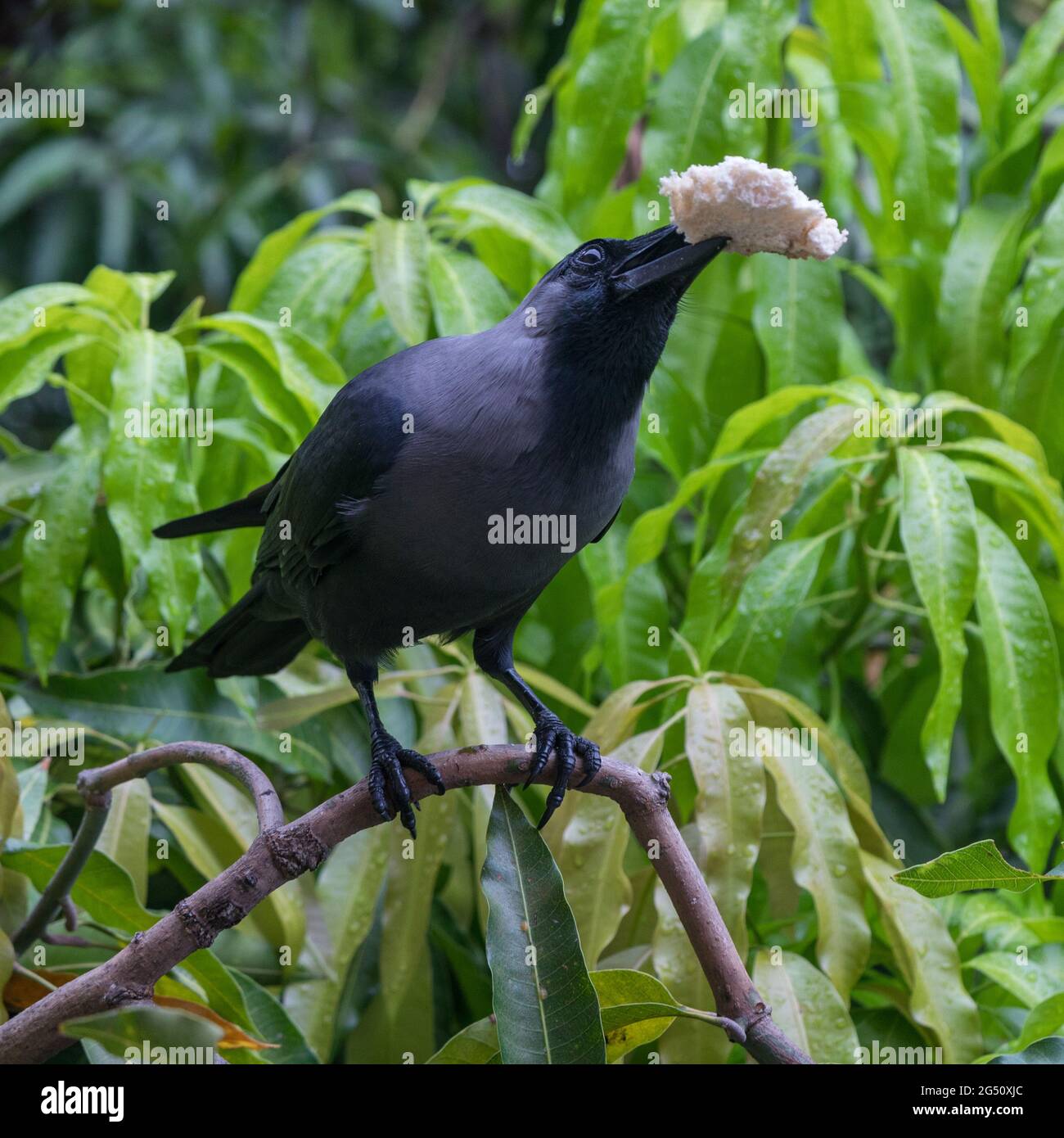 AN INDIAN CROW WITH A PIECE OF BREAD IN HIS MOUTH Stock Photo Alamy