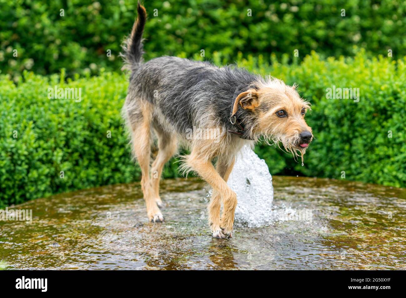 Hund am Brunnen Stock Photo
