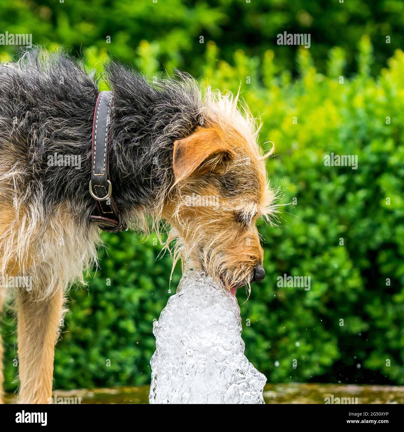 Hund am Brunnen Stock Photo
