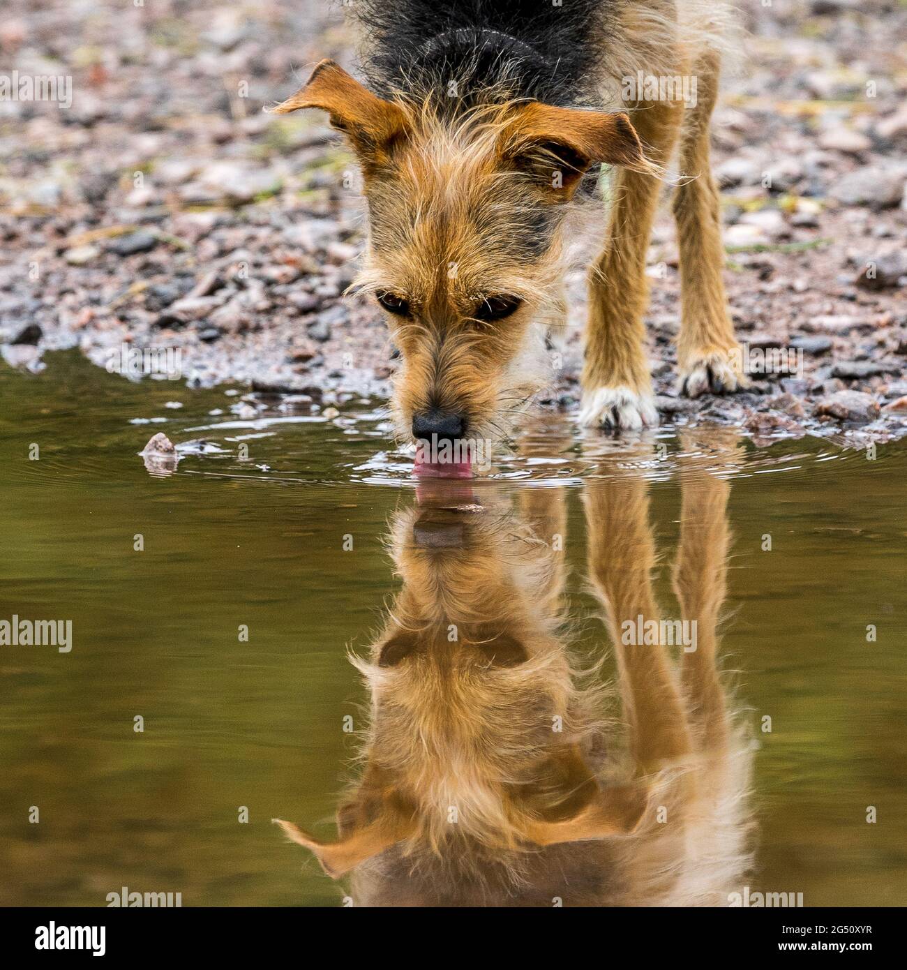 Hund spiegelt sich in Pfütze Stock Photo
