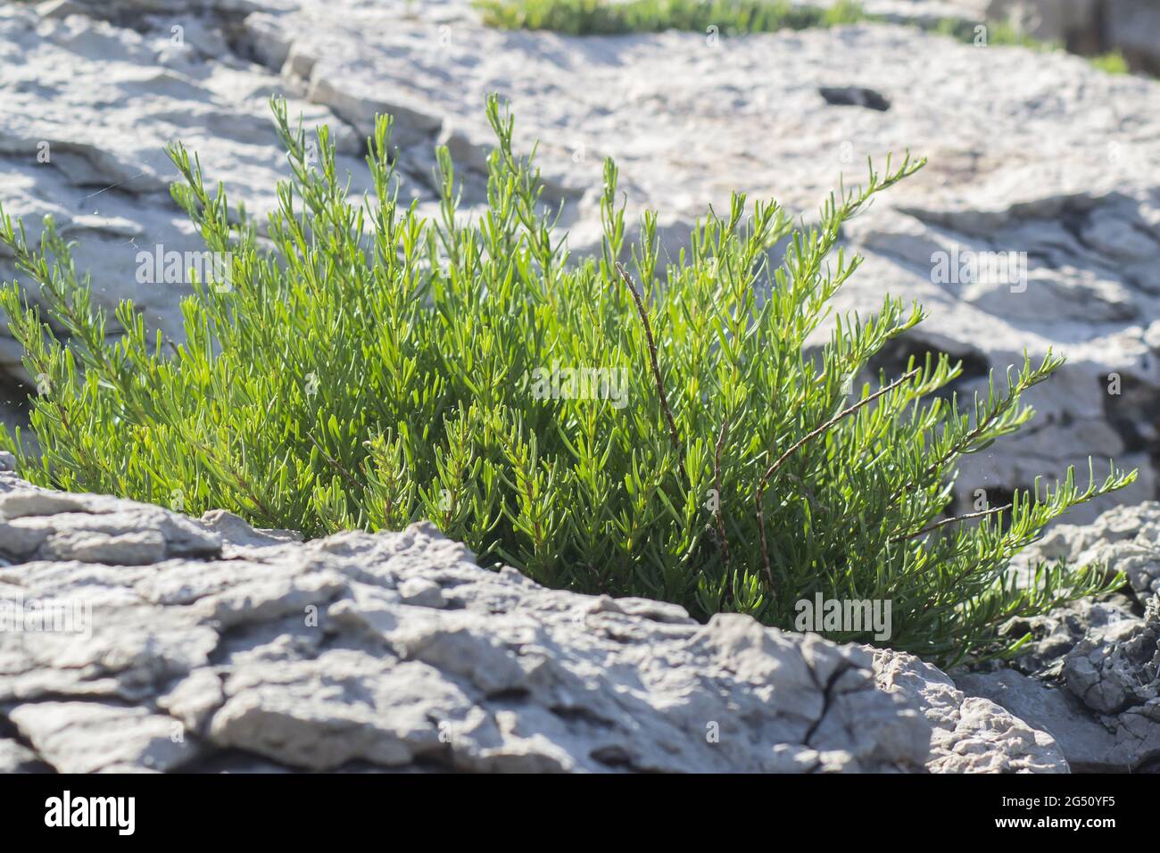 Closeup of green richs seepweed growing in stones Stock Photo