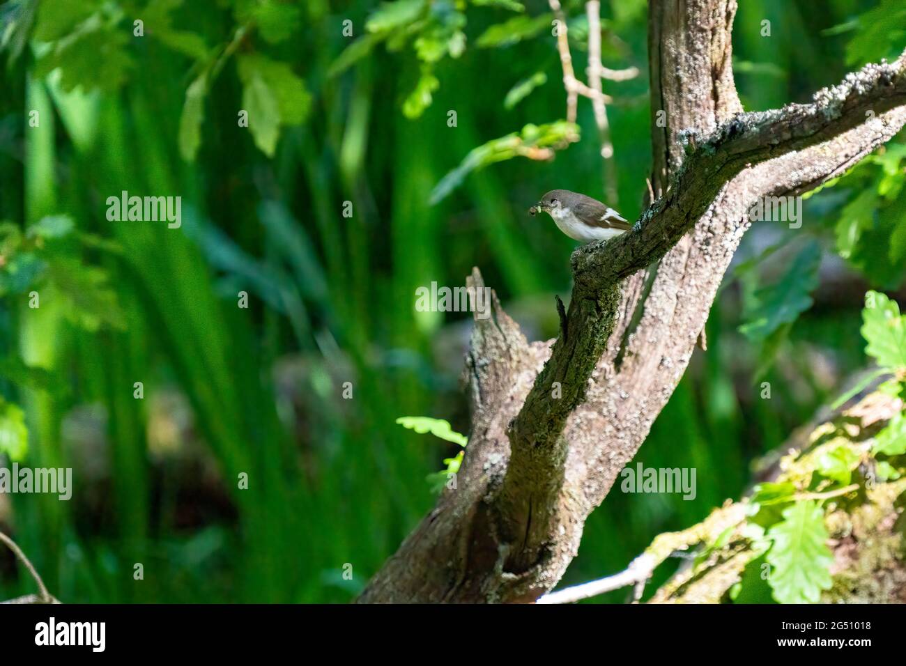 Pied Flycatcher (Ficedula hypoleuca) taken at RSPB Dinas Stock Photo