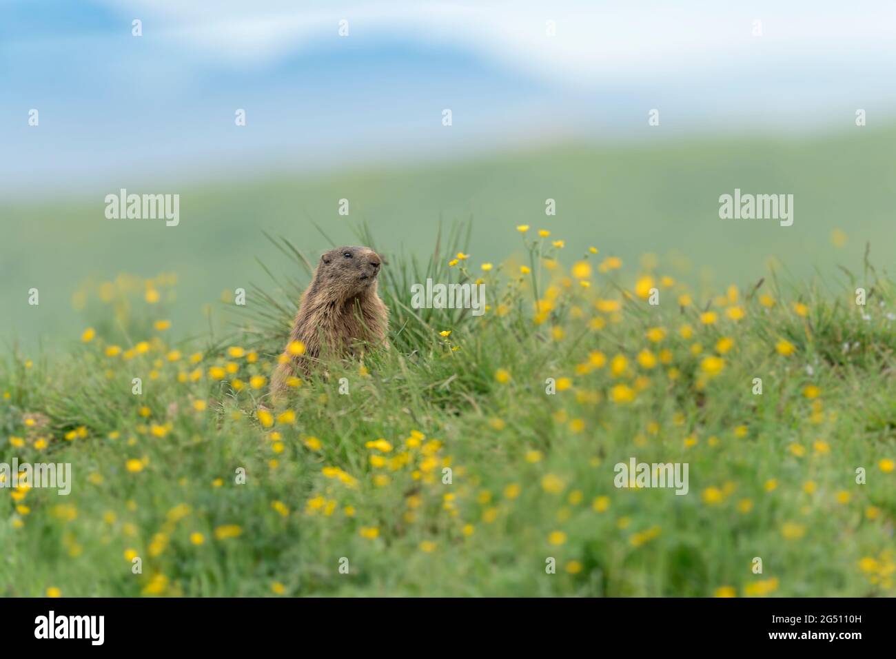 Marmot skyon deals