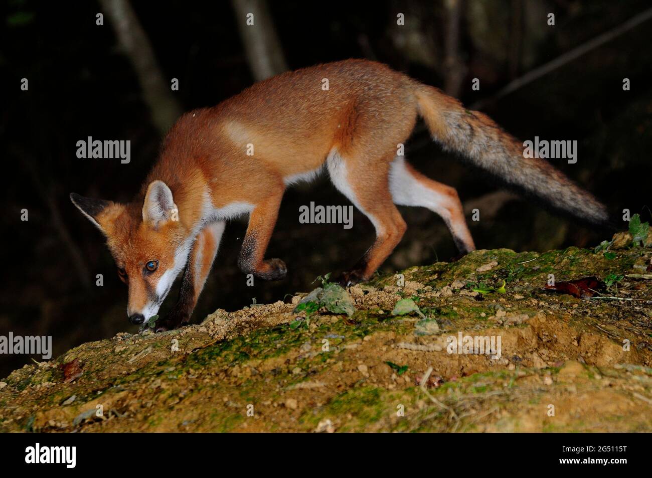 Full-grown juvenile fox in July. Stock Photo