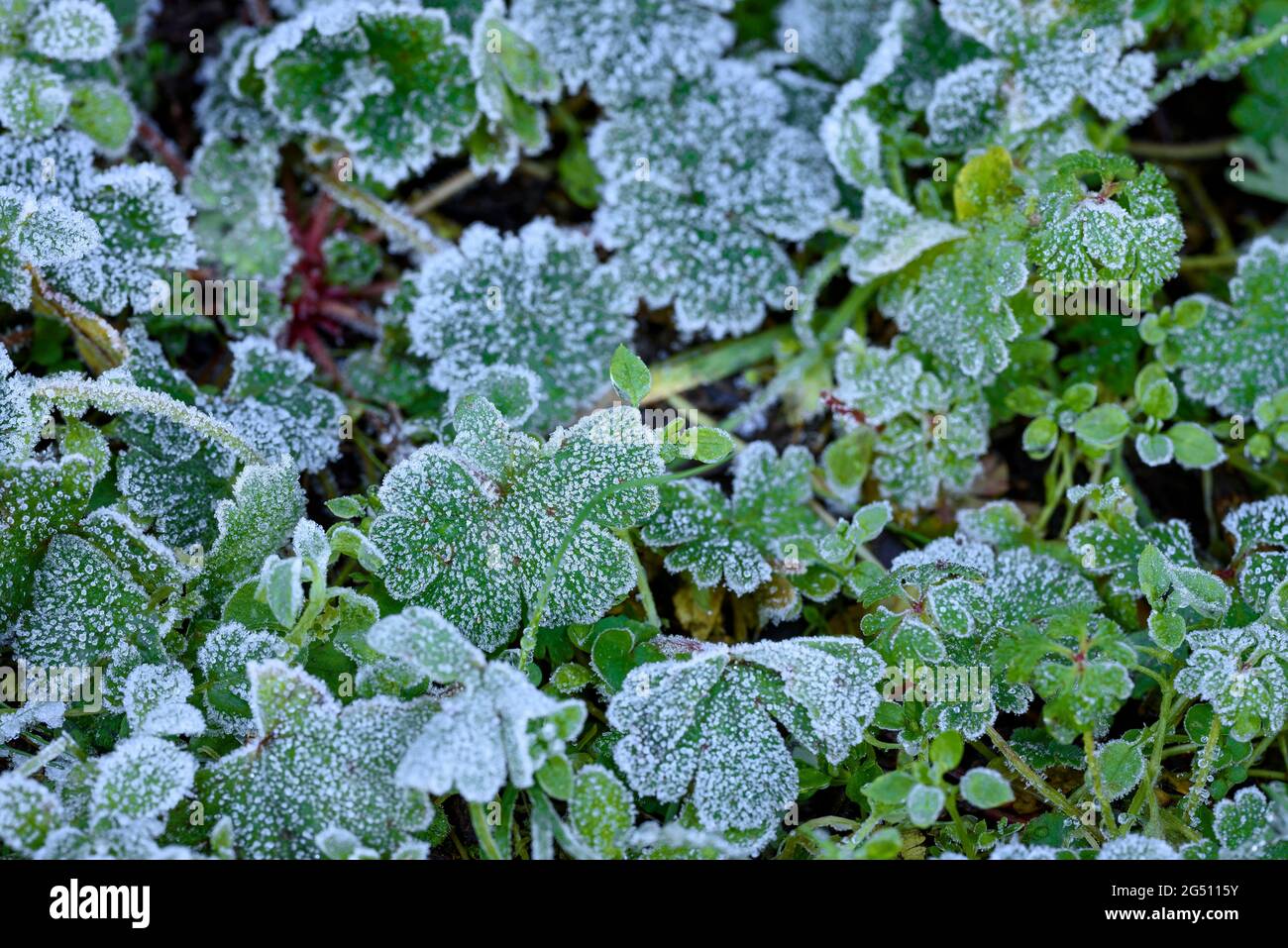Detail of frost herbs in a shady area of the Sant Llorenç del Munt i l'Obac Natural Park (Vallès Occidental, Barcelona, Catalonia, Spain) Stock Photo