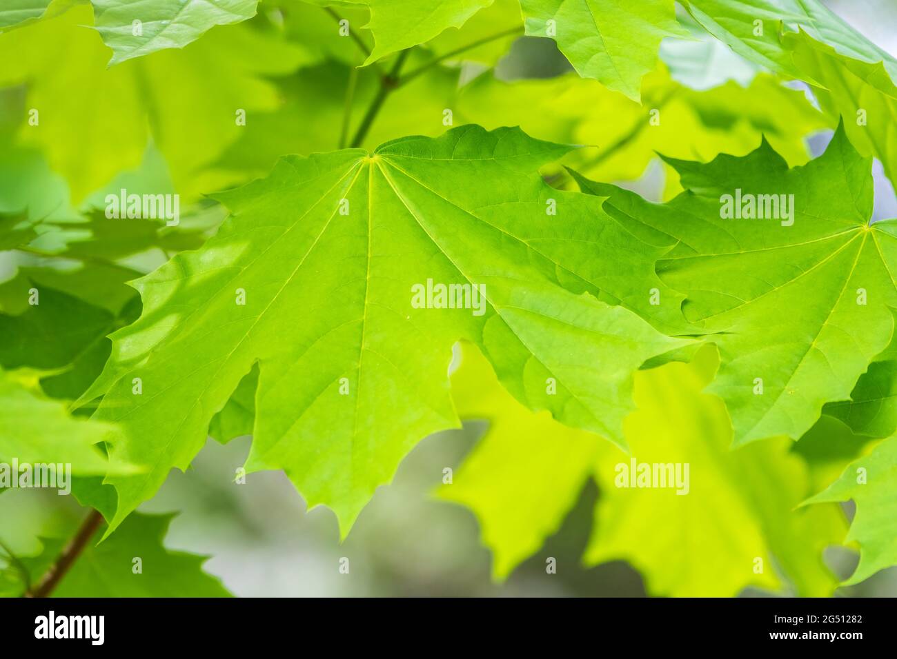 Spring Maple Tree Branch Spring branches of maple tree with fresh green leaves. Spring ...