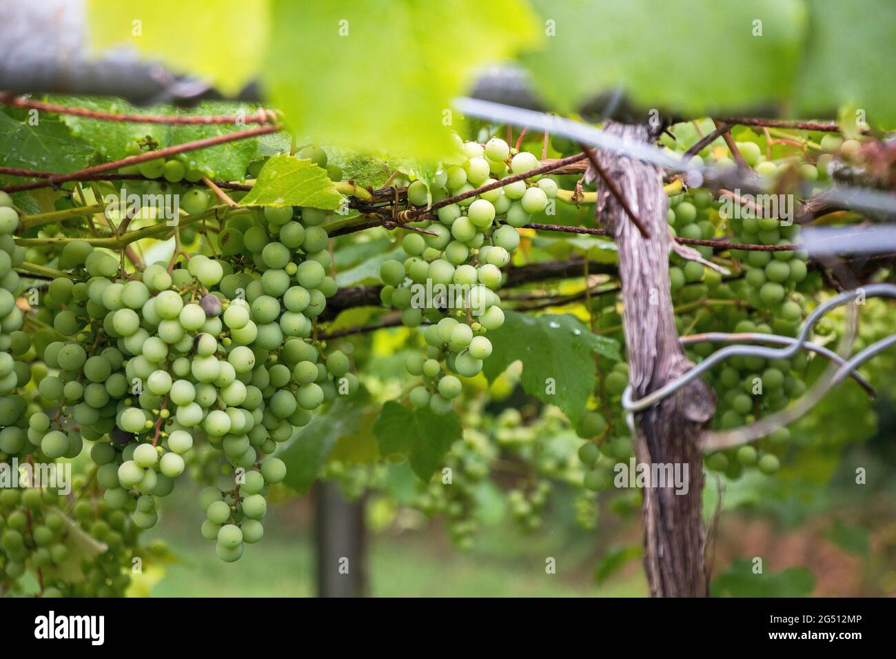 Grapes in a Spanish vineyard Stock Photo Alamy