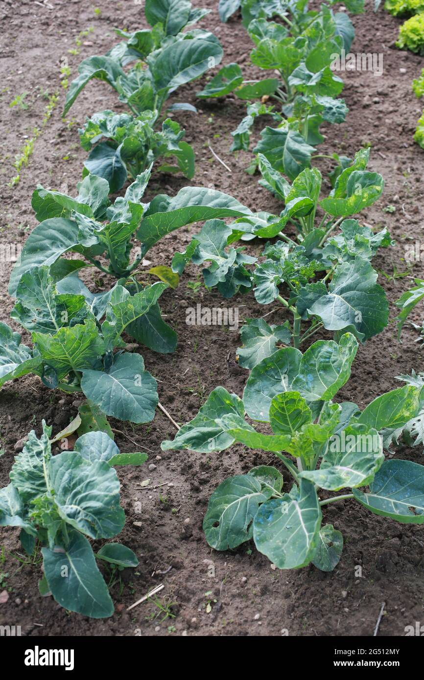 A row of broccoli and Brussel Sprout plants growing in the garden Stock Photo Alamy