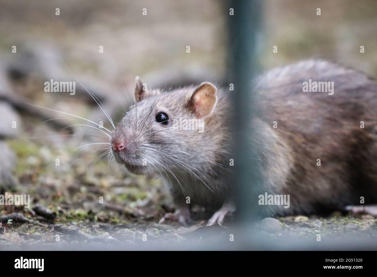 Inquisitive Brown Rat at the Park Stock Photo