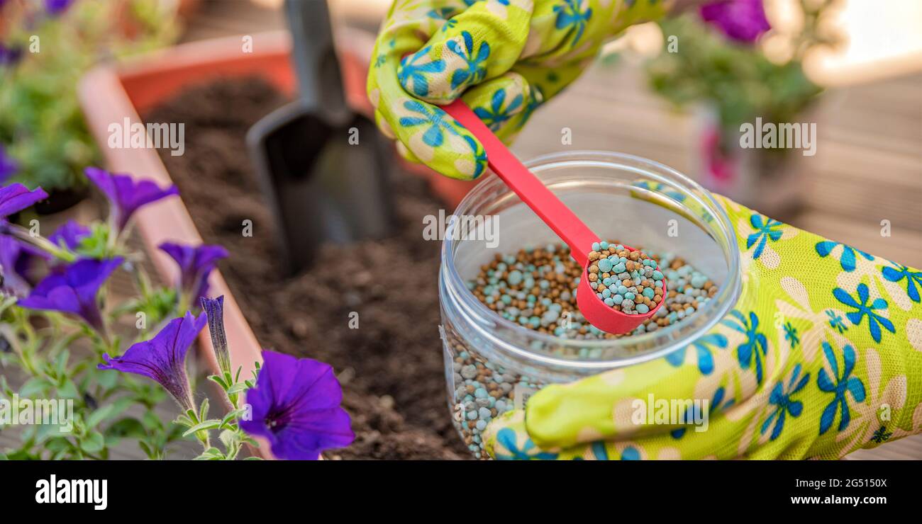 Fertilizer for flowers. Closeup of a gardener's hand in a glove