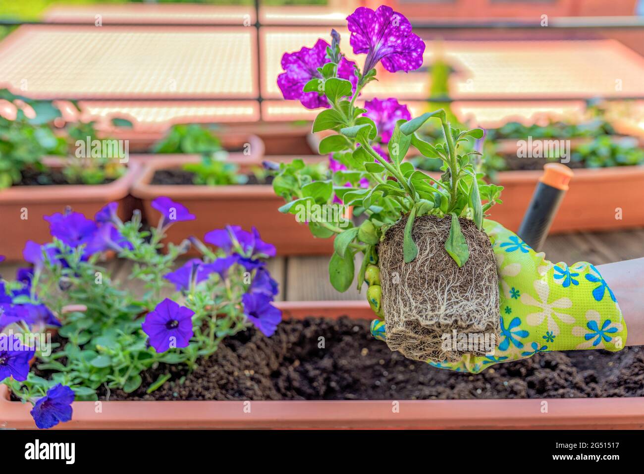 Transplanting flowers into pots. Female hands transplant the plant into