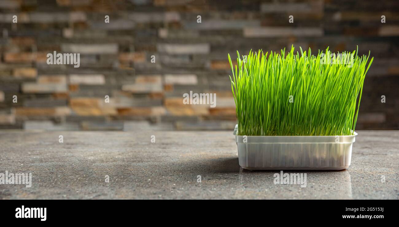 Wheat grass. Sprouted wheat grains in a plastic container. Wheatgrass for human consumption. Diet concept, vegetarianism and veganism banner. Healthy Stock Photo