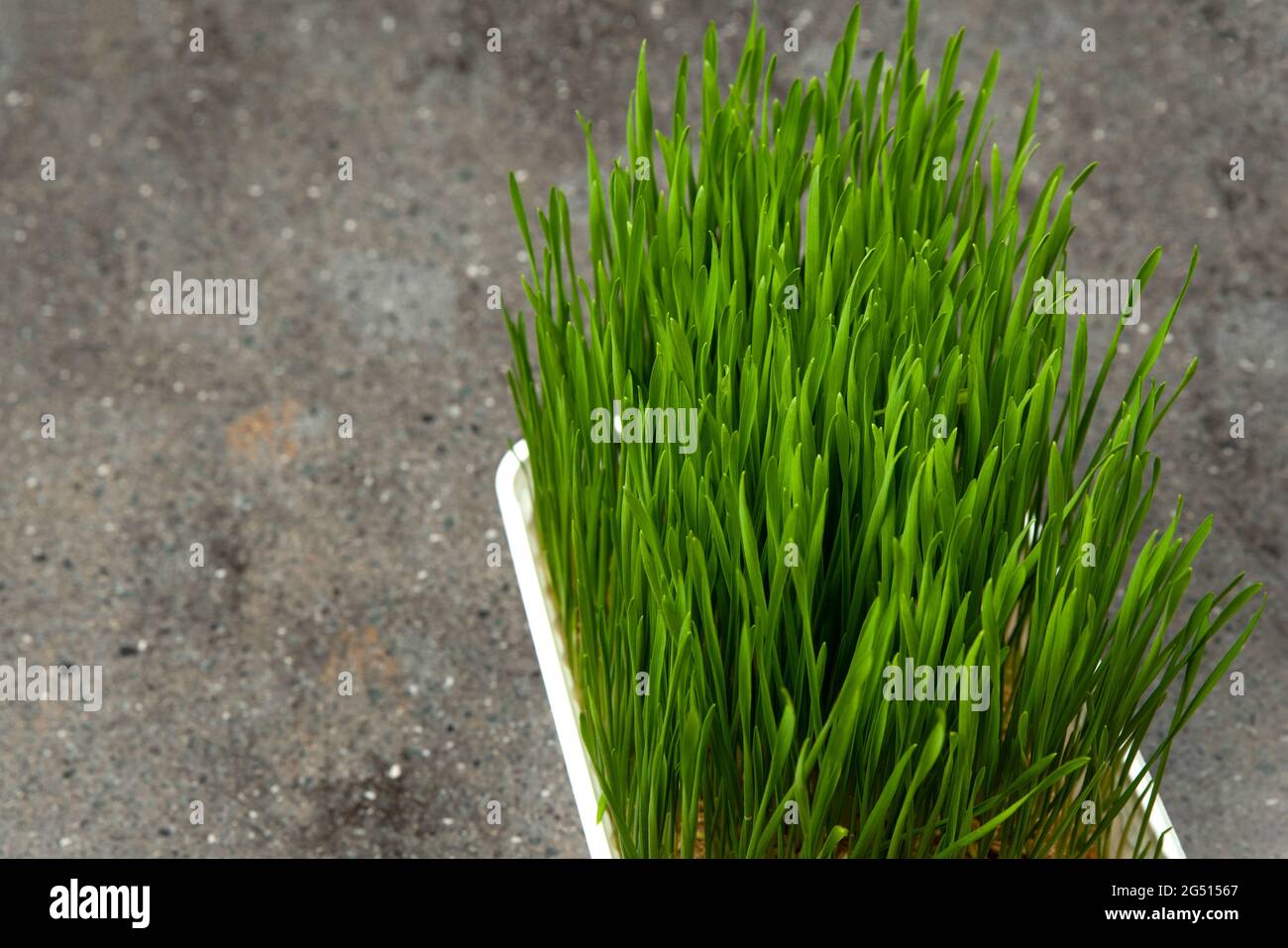Barley grass. Sprouted barley grains in a container. Barley sprouts for