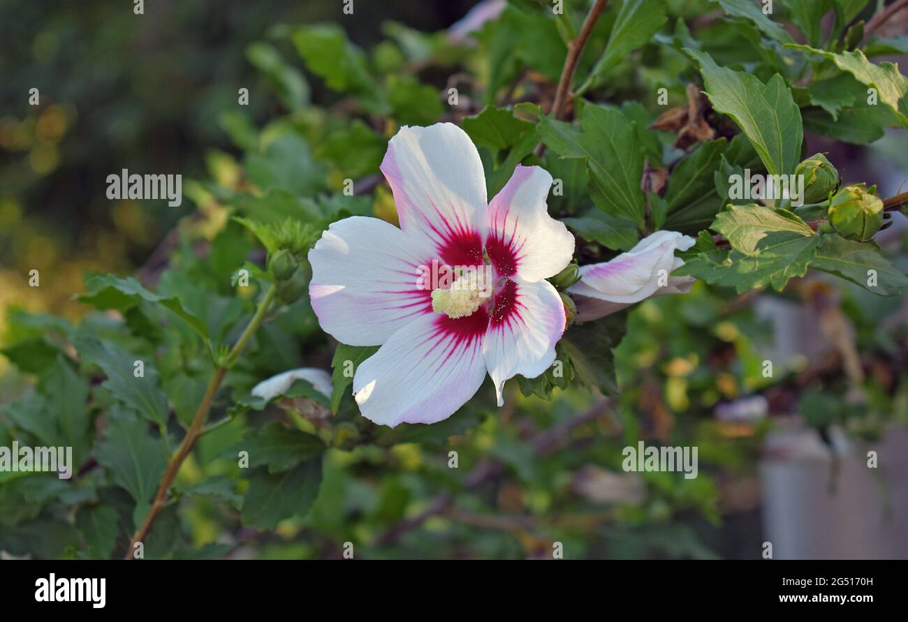 Hibiscus flower in the garden Stock Photo - Alamy