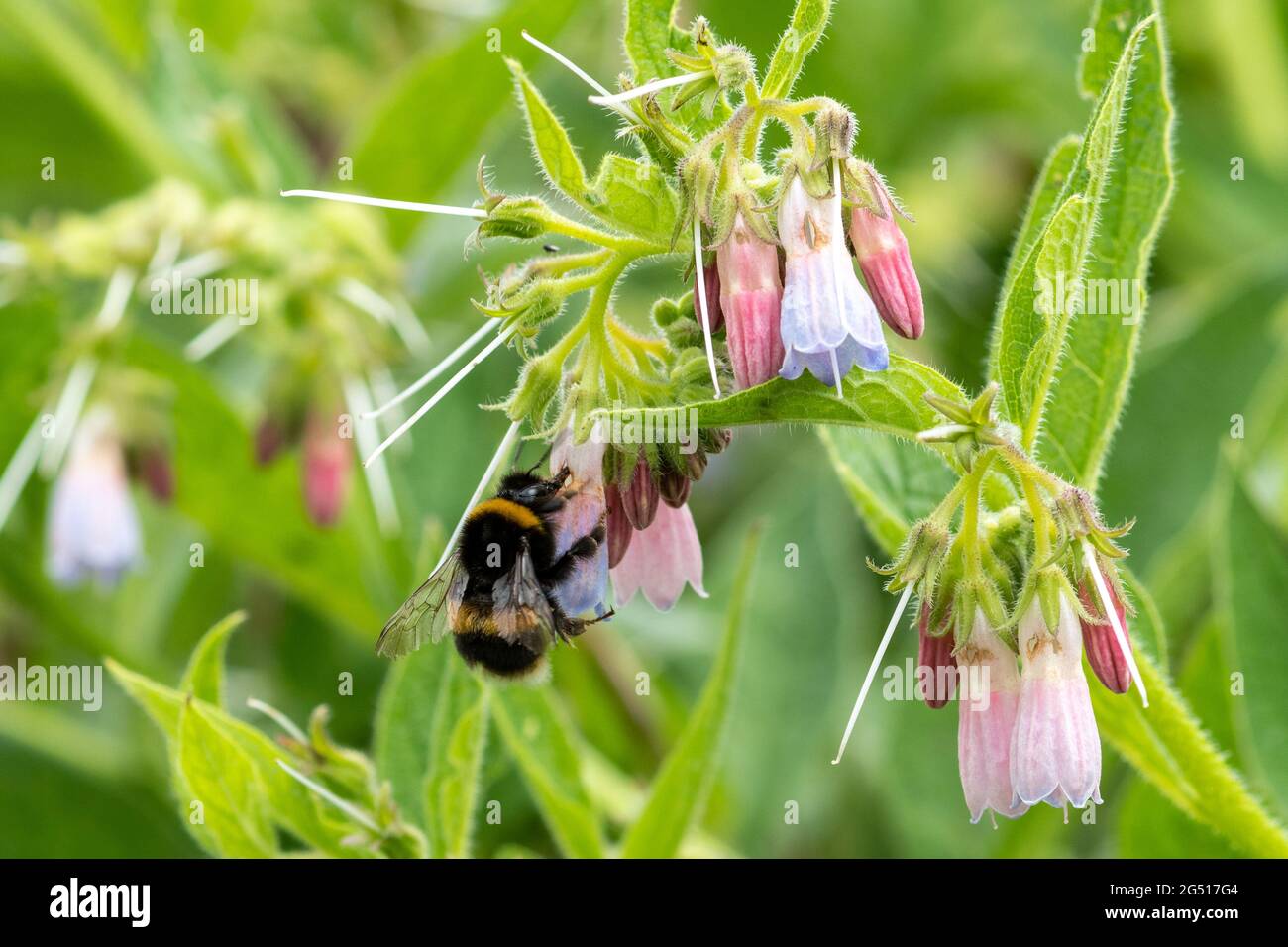Bumblebee nectar robbing from common comfrey flowers (Symphytum officinale), UK. Stock Photo