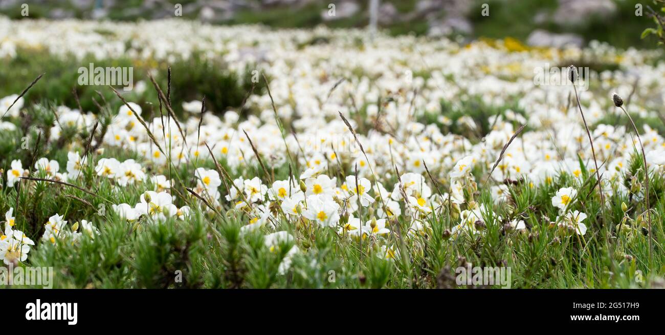 White rock-rose (Helianthemum apenninum) blooming during springtime in the south of France Stock Photo
