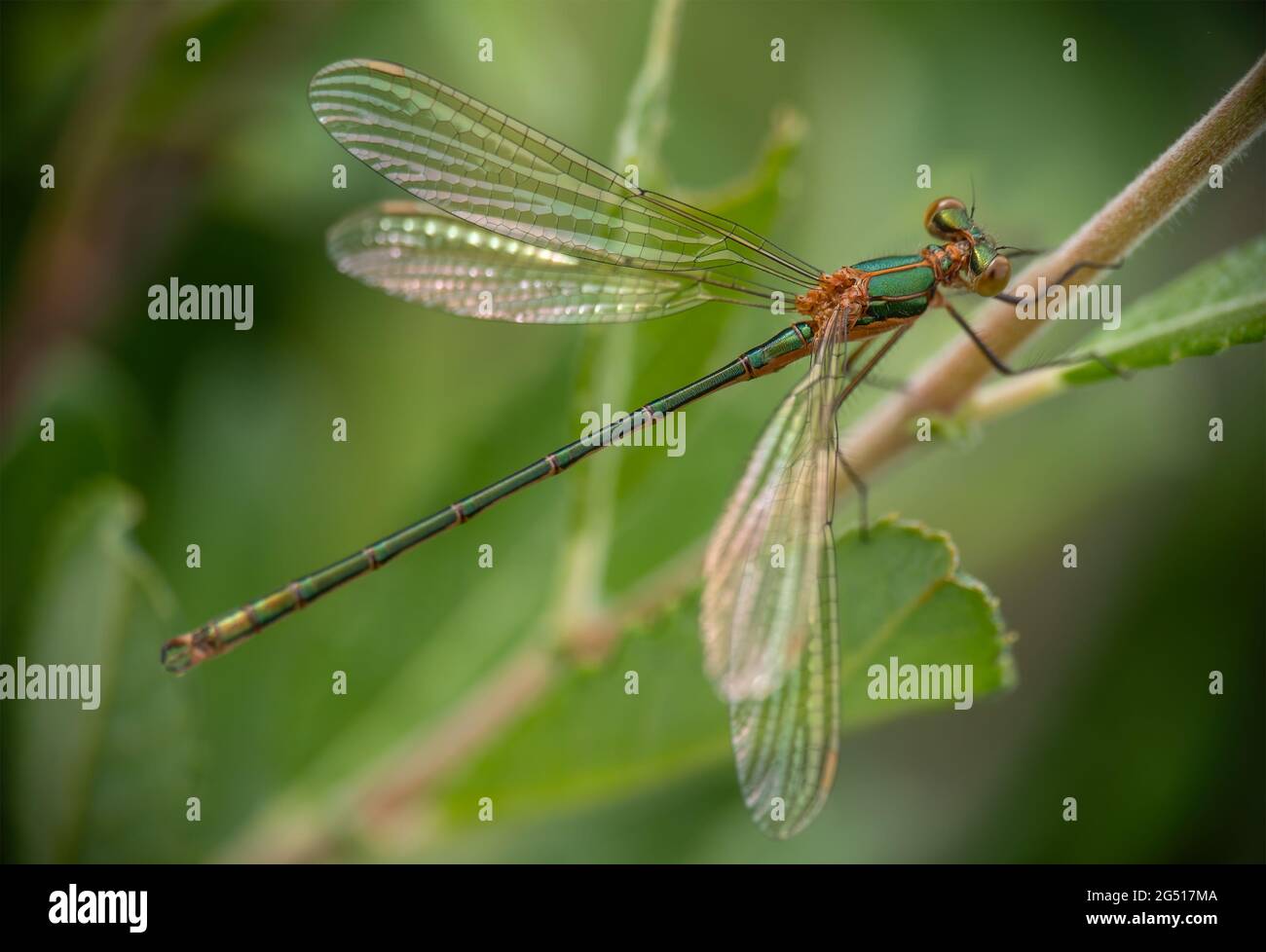 Emerald damselfly - Lestes sponsa. Closeup Stock Photo - Alamy