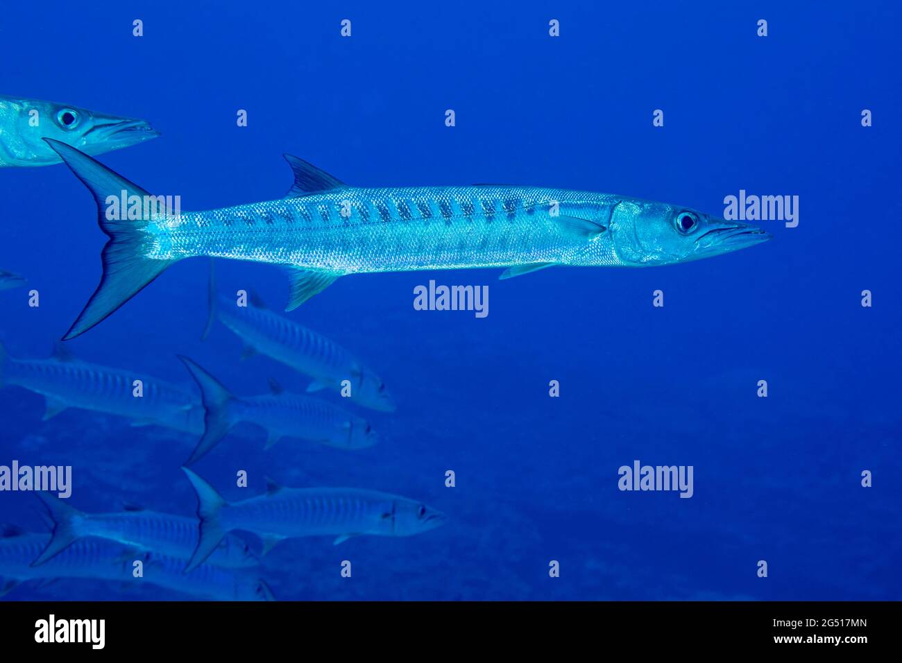 Blackfin barracuda, Sphyraena genie, form large schools on the seaward side of the reef and are also referred to as chevron barracuda, Yap, Micronesia Stock Photo