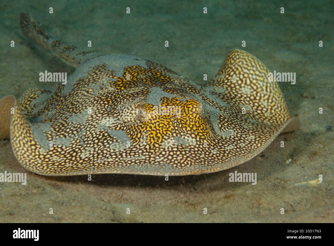 Yellow stingray urolophus jamaicensis hi-res stock photography and ...