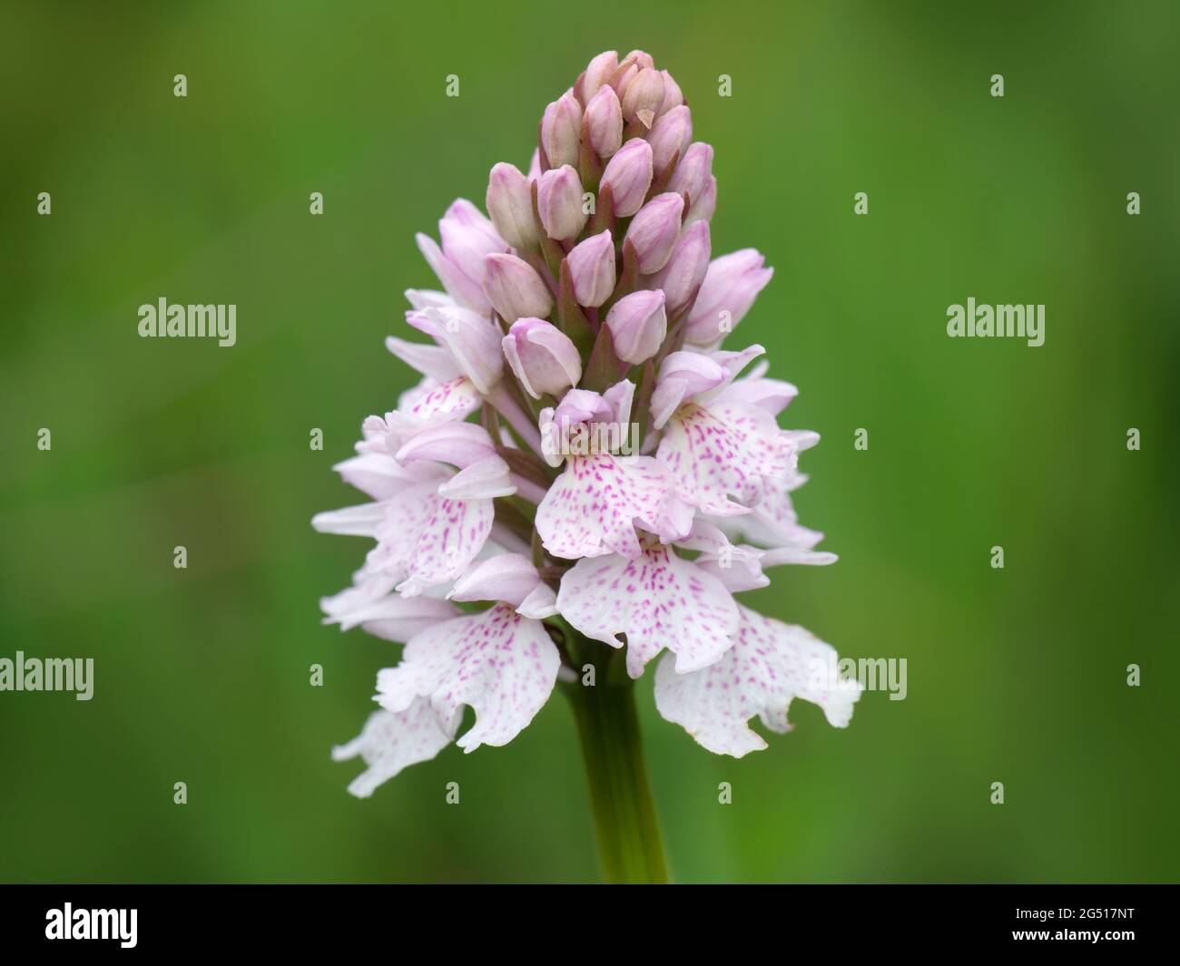 Heath Spotted Orchid - Dactylorhiza maculata ericetorum. UK. Stock Photo
