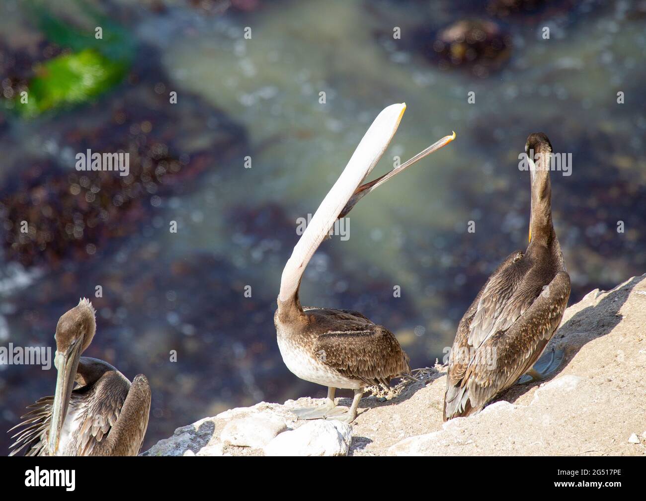 Brown Pelican Throwing Head Back Stock Photo Alamy
