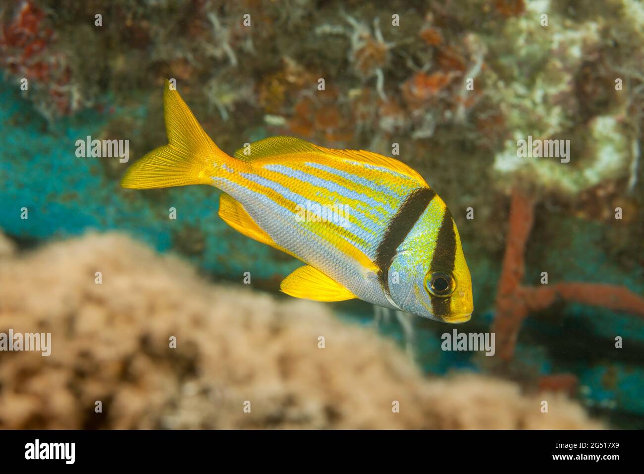The porkfish, Anisotremus virginicus, is a species of grunt belonging to the family Haemulidae. It is native to the western Atlantic Ocean. Photograph Stock Photo