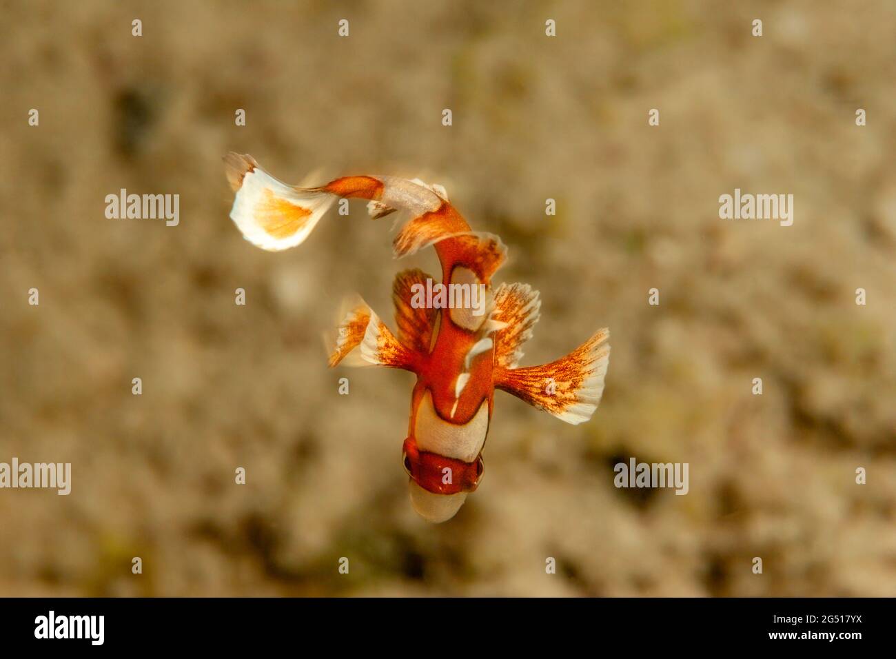 The juvenile harlequin sweetlips, Plectorhinchus chaetodonoides, is also known as a many spotted sweetlips and clown sweetlips. It swims in an erratic Stock Photo
