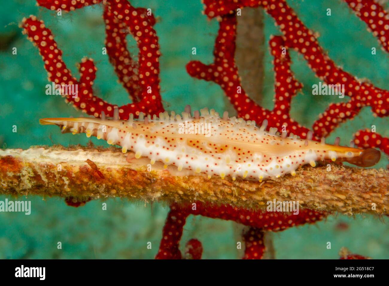 The depressed spindle cowrie, Hiatavolva depressa, inhabits sea whips, Alertigorgia sp. and reaches just one inch in length, Mabul Island, Malaysia. Stock Photo