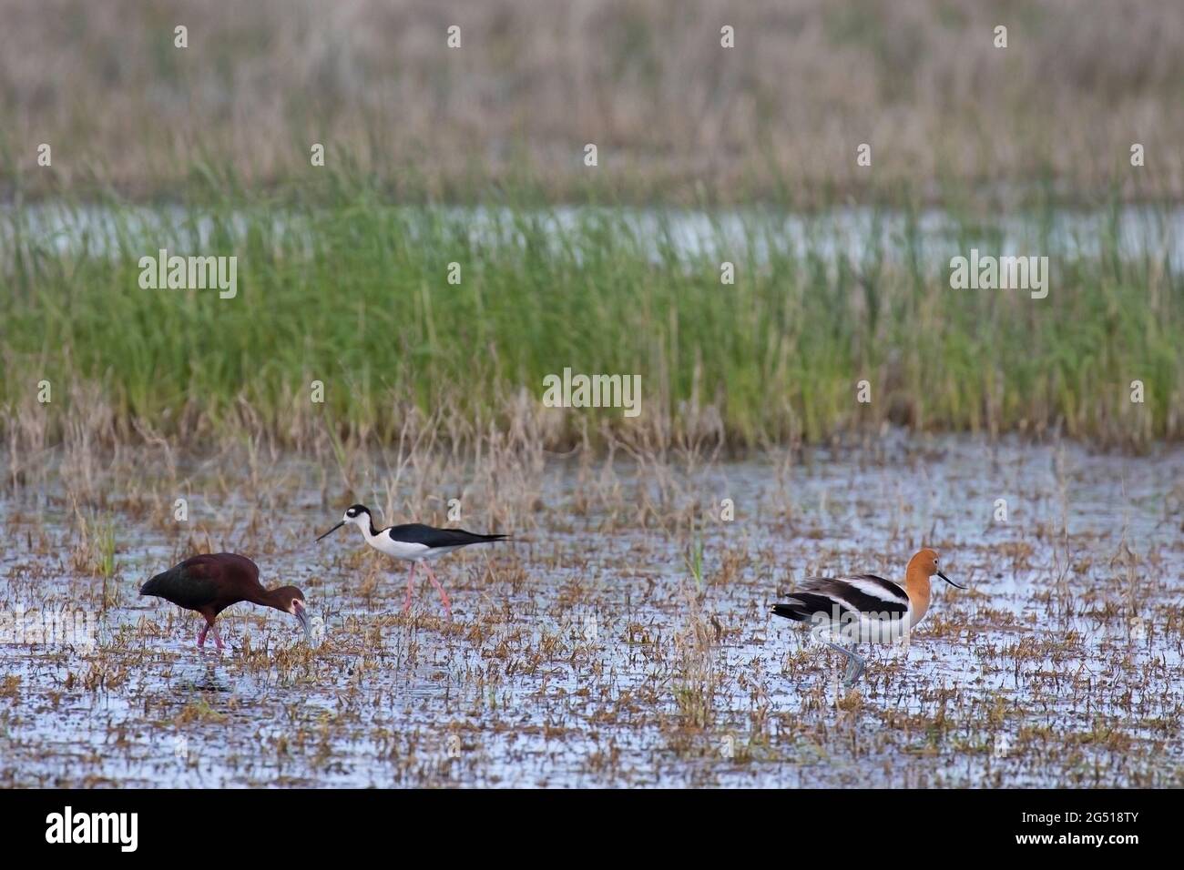 Three different species of shorebirds feeding in a slough on the Canadian prairies: White-faced Ibis, Black-necked Stilt and American Avocet Stock Photo