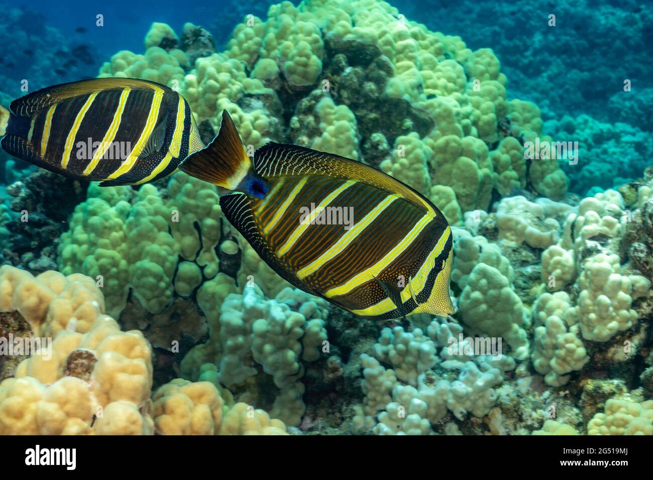 Zebrasoma veliferum hi-res stock photography and images - Alamy