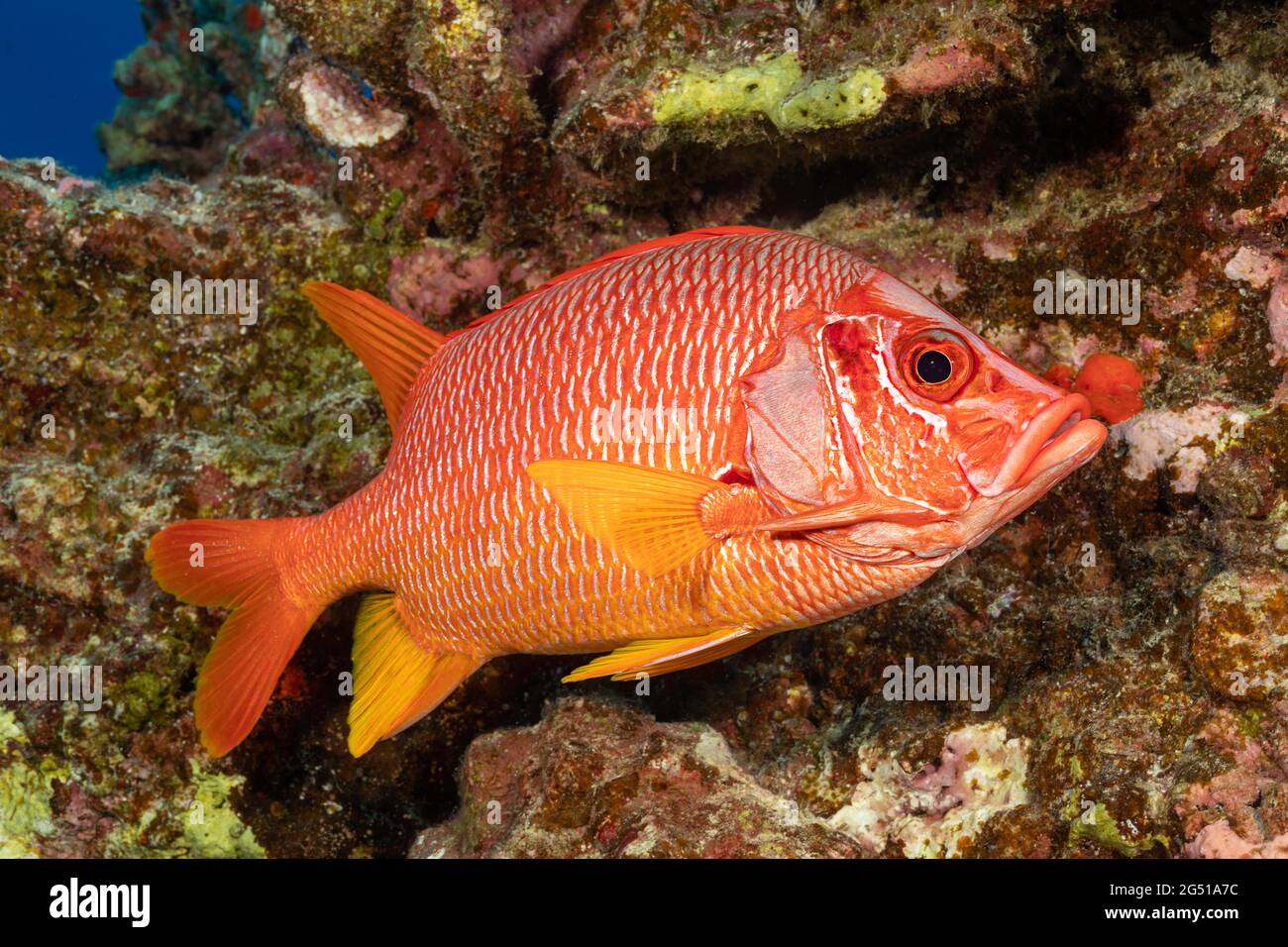 The longjaw squirrelfish, Sargocentron spiniferum, is the largest species of this family, Hawaii. Stock Photo