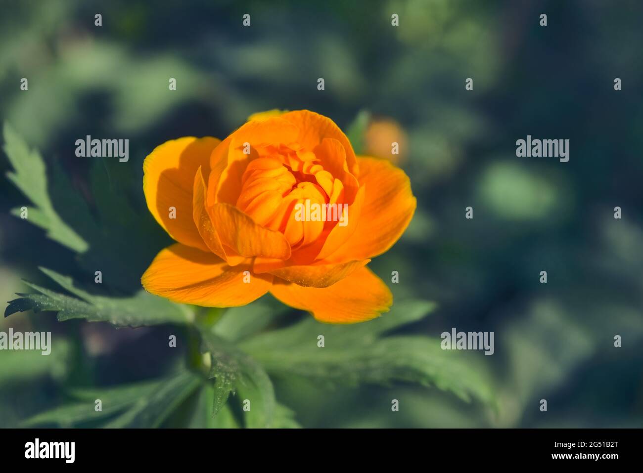 Orange flowers of Asian Globeflower Trollius asiaticus on a blurred background. Selective focus. Stock Photo