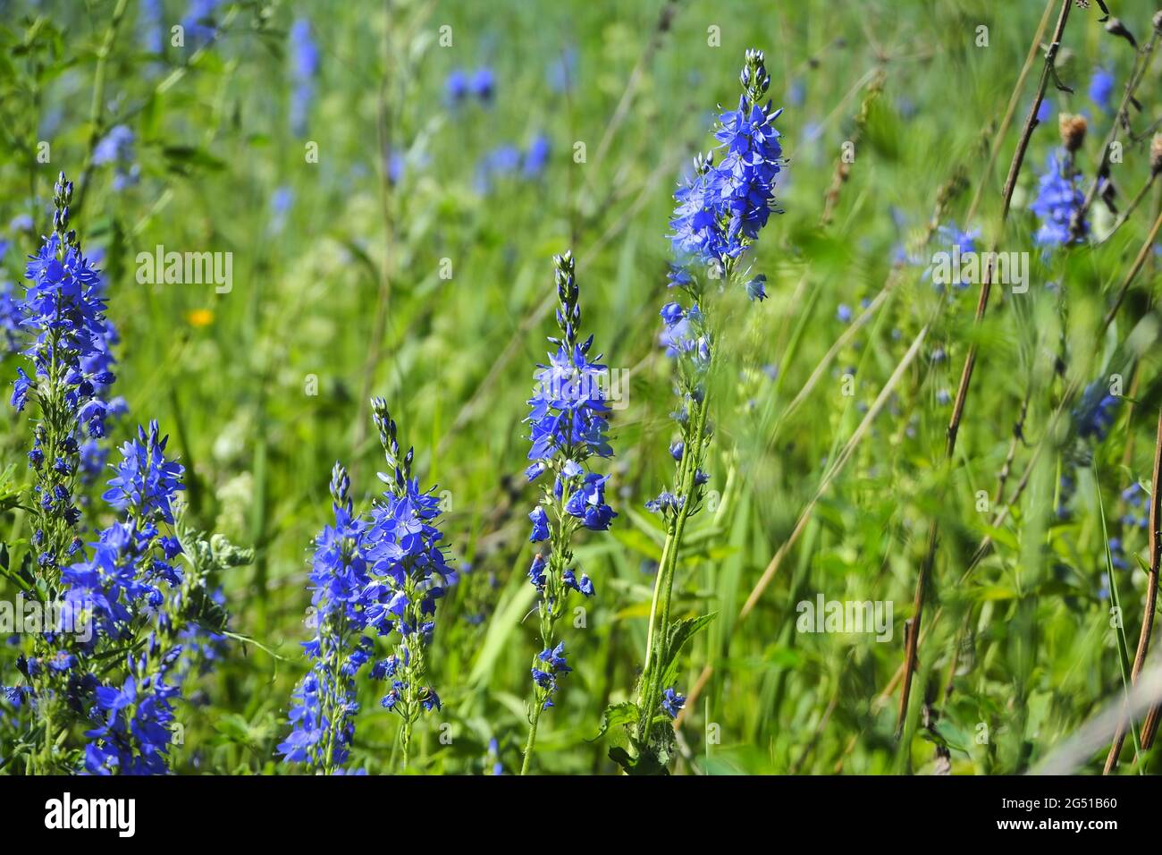 A summer meadow with tall green grass and wildflowers Stock Photo - Alamy