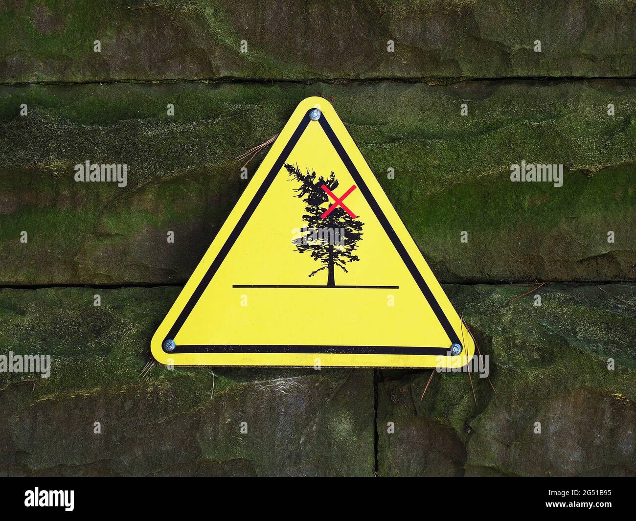 Yellow sign warning about the danger of falling trees hanging on stone