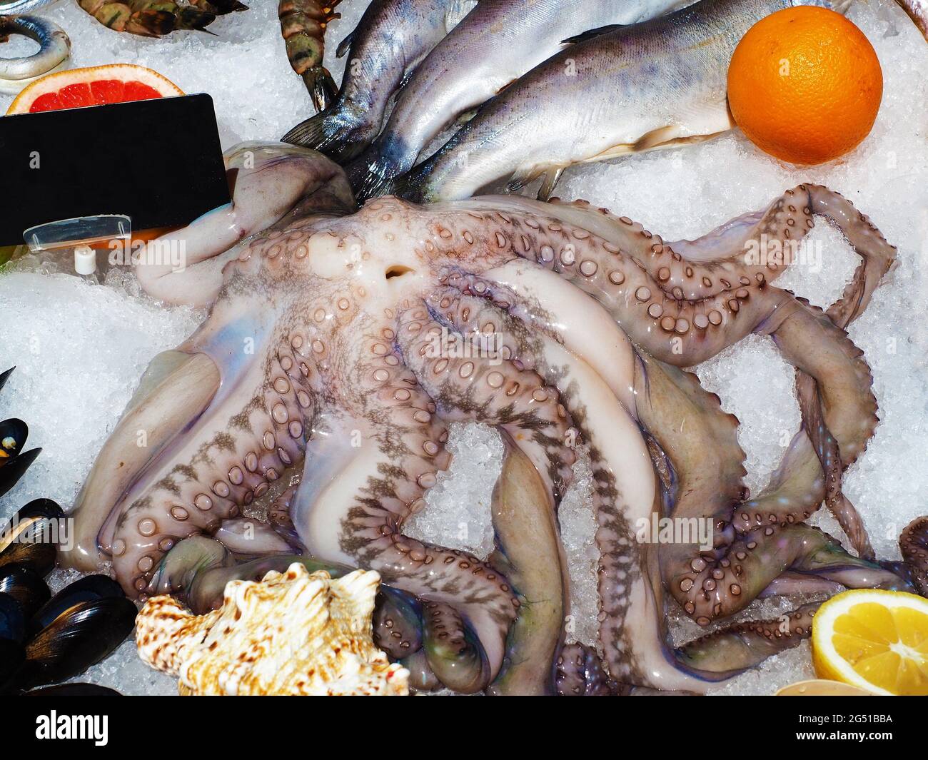 Octopus fish and mussels lie in ice. Seafood set. Showcase in a
