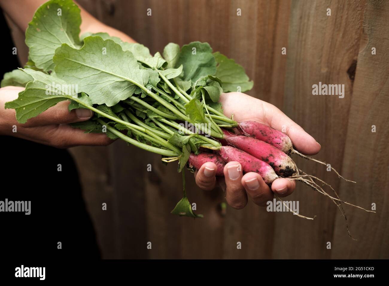 Freshly picked red radish- Raphanus Sativus Stock Photo
