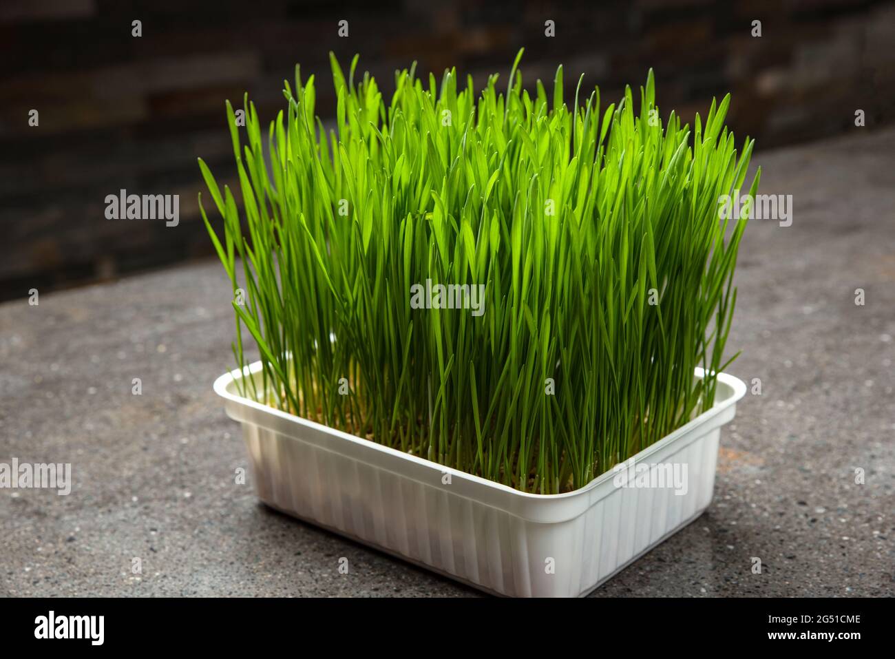 Wheat grass. Sprouted wheat grains in a plastic container. Wheatgrass