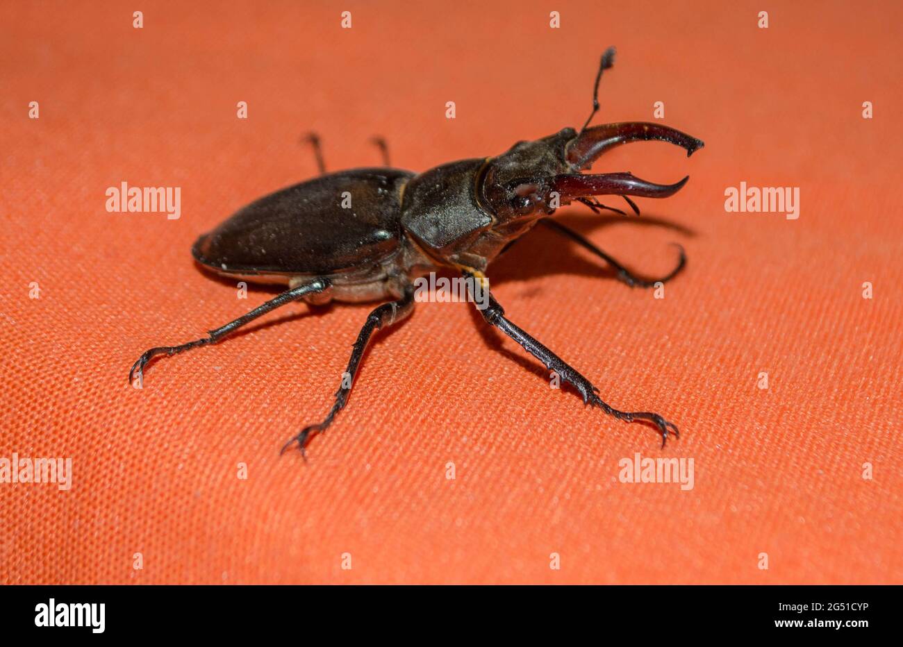 Male Lucanus cervus, European stag beetle, protected specie, bug flew in house Stock Photo