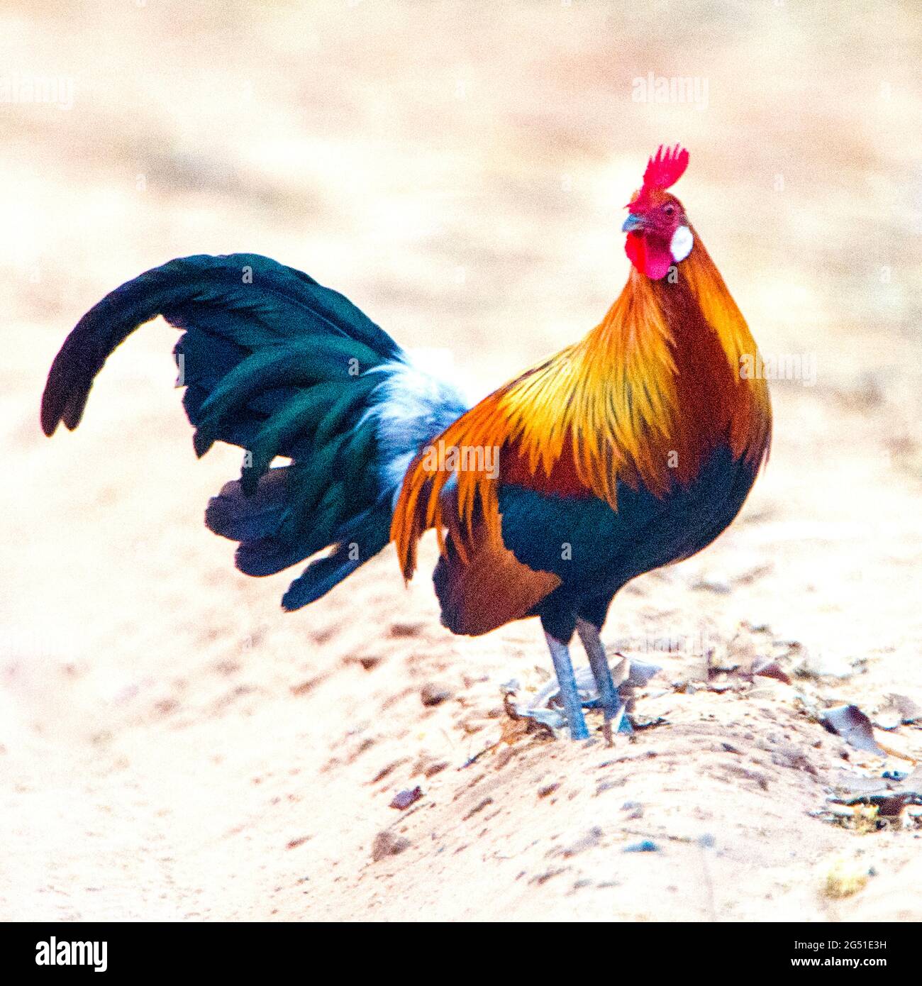Side view of jungle fowl, India Stock Photo