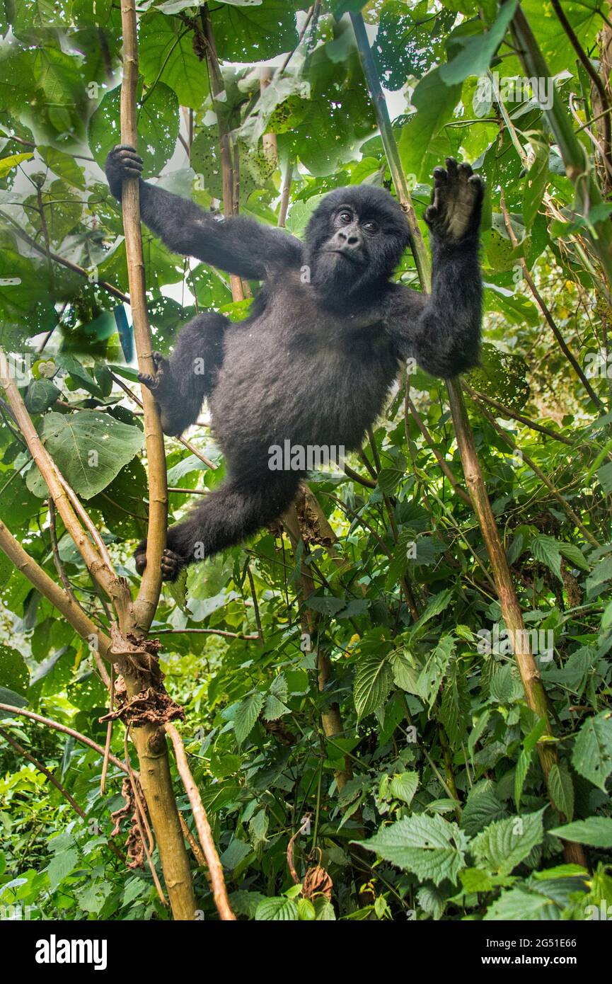 Mountain gorilla (Gorilla beringei beringei), Rwanda, Africa Stock Photo