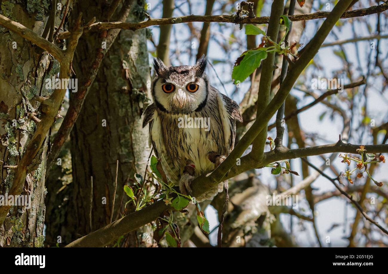 Southern White Faced Owl Stock Photo