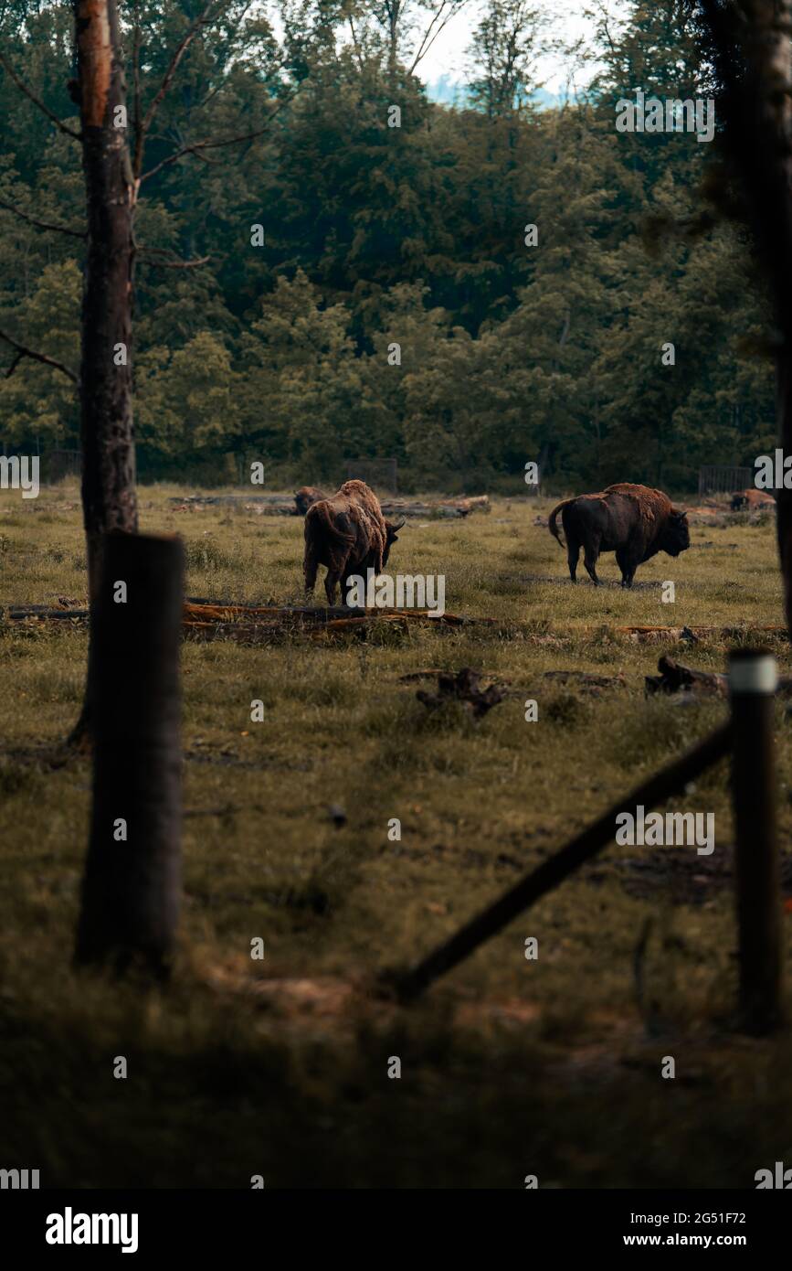 Vertical shot of bison grazing at a field surrounded by alpine trees ...