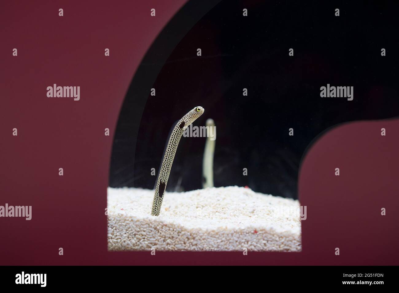 Garden eels in a tank at Osaka aquarium in Japan Stock Photo Alamy