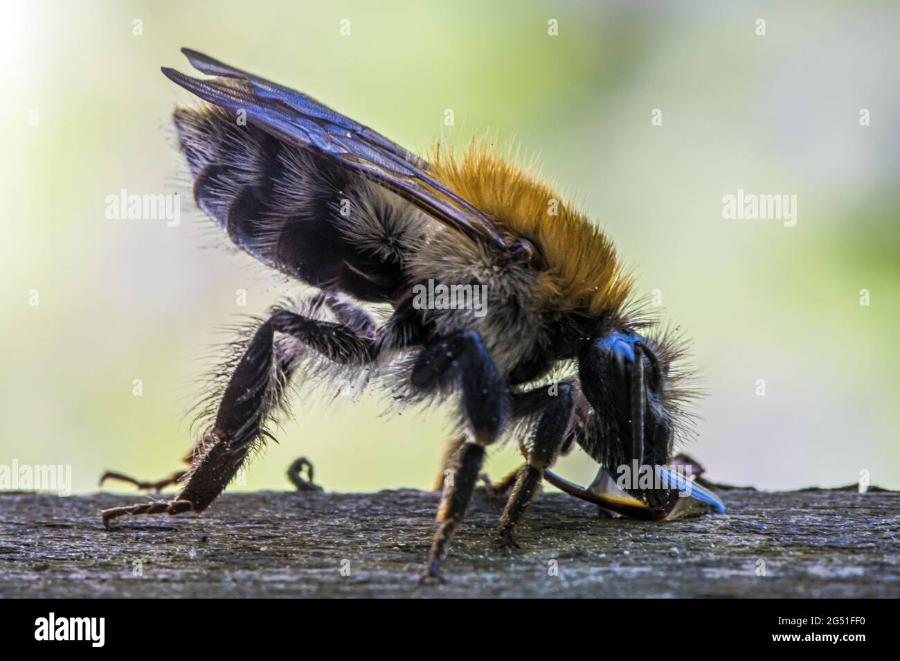 Closeup shot of Bombus hyperboreus bee on a tree Stock Photo