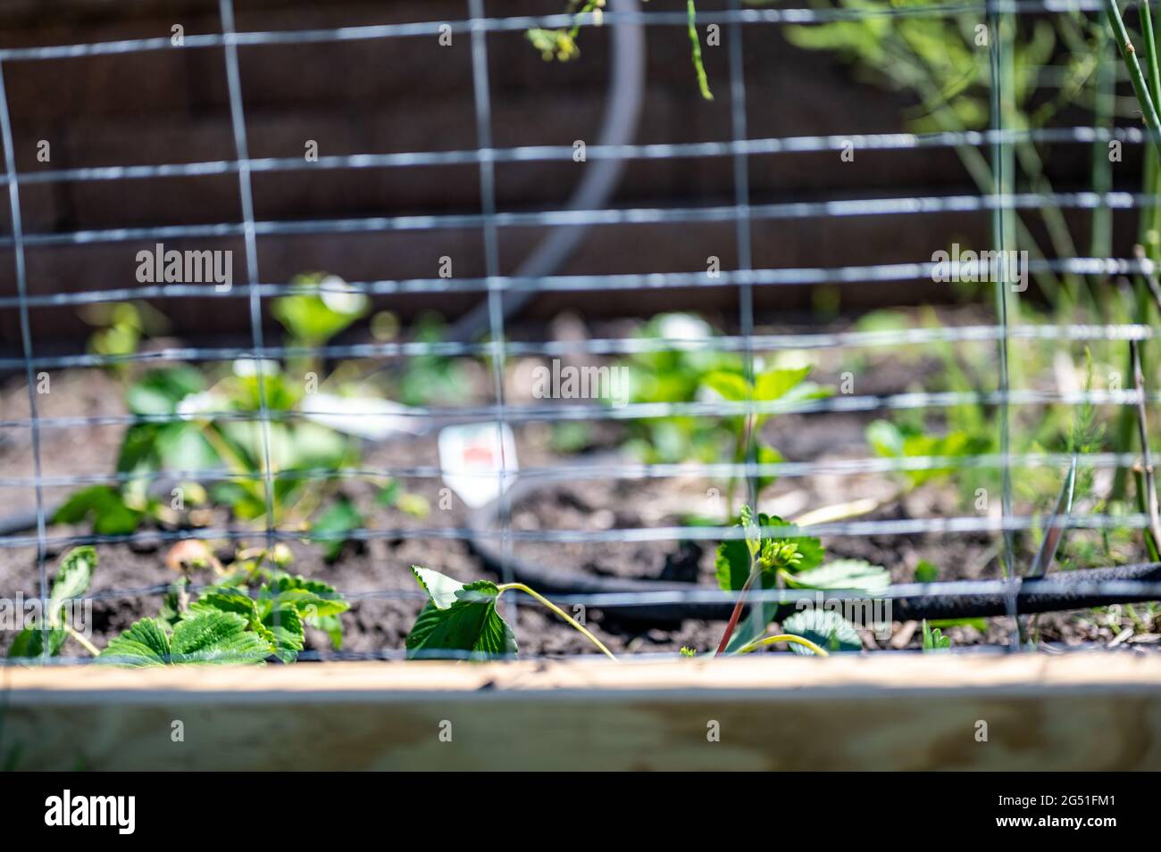 Garden with wire fencing to keep out rabbits. Strawberries planted in