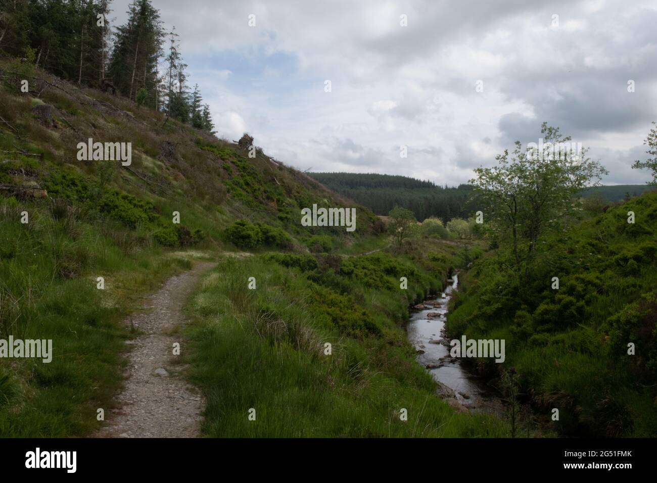 The Wye Valley Way in the Hafren Forest, Powys, Wales, UK Stock Photo